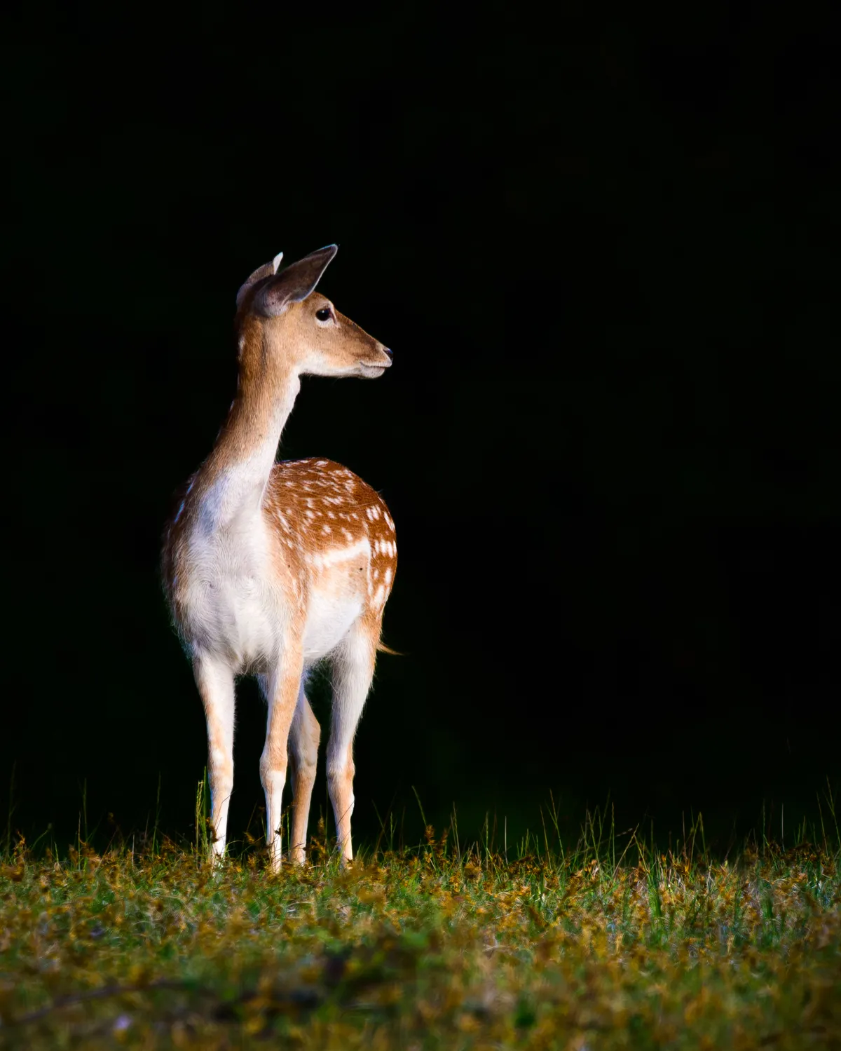 Fallow Deer