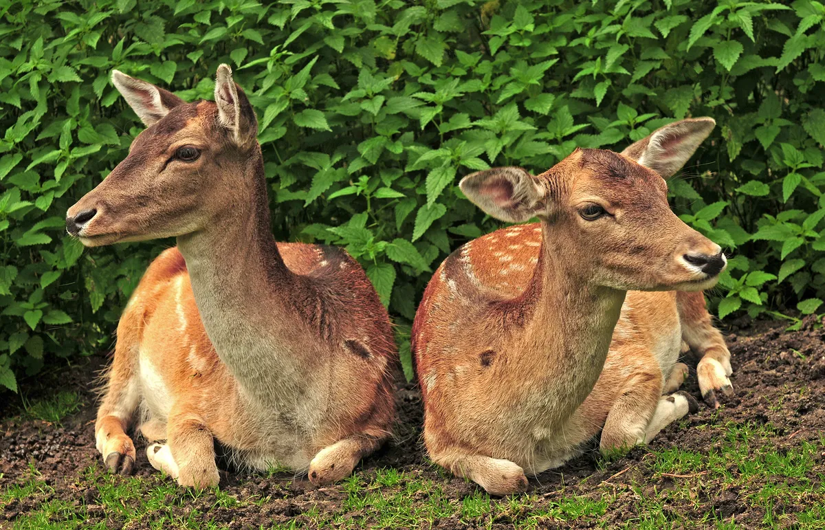 Fallow Deer