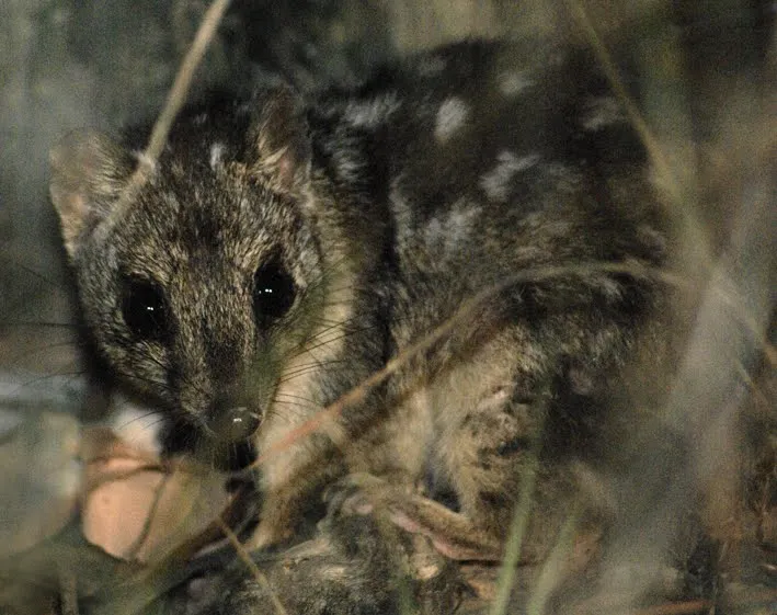 Northern quoll