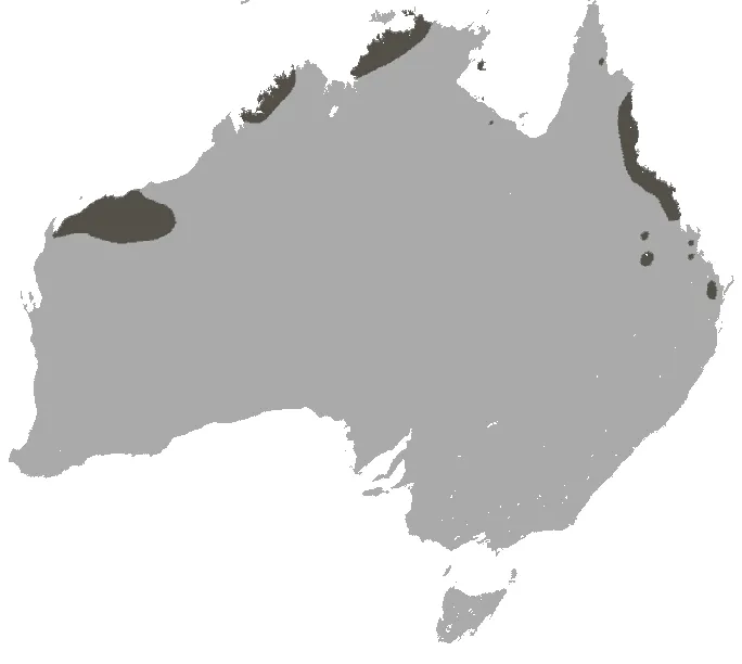 Northern quoll