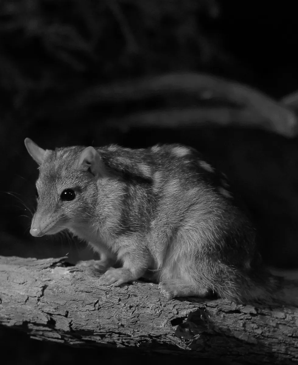 Northern quoll