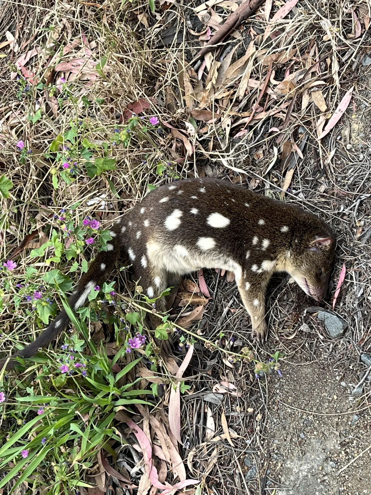 Tiger Quoll