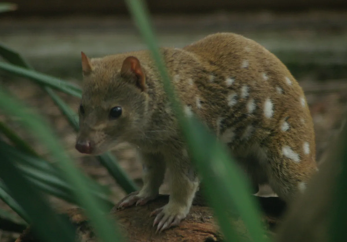 Tiger Quoll