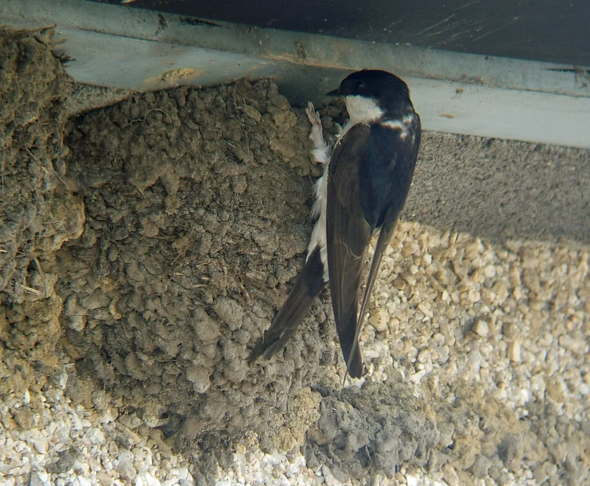 Common House-Martin