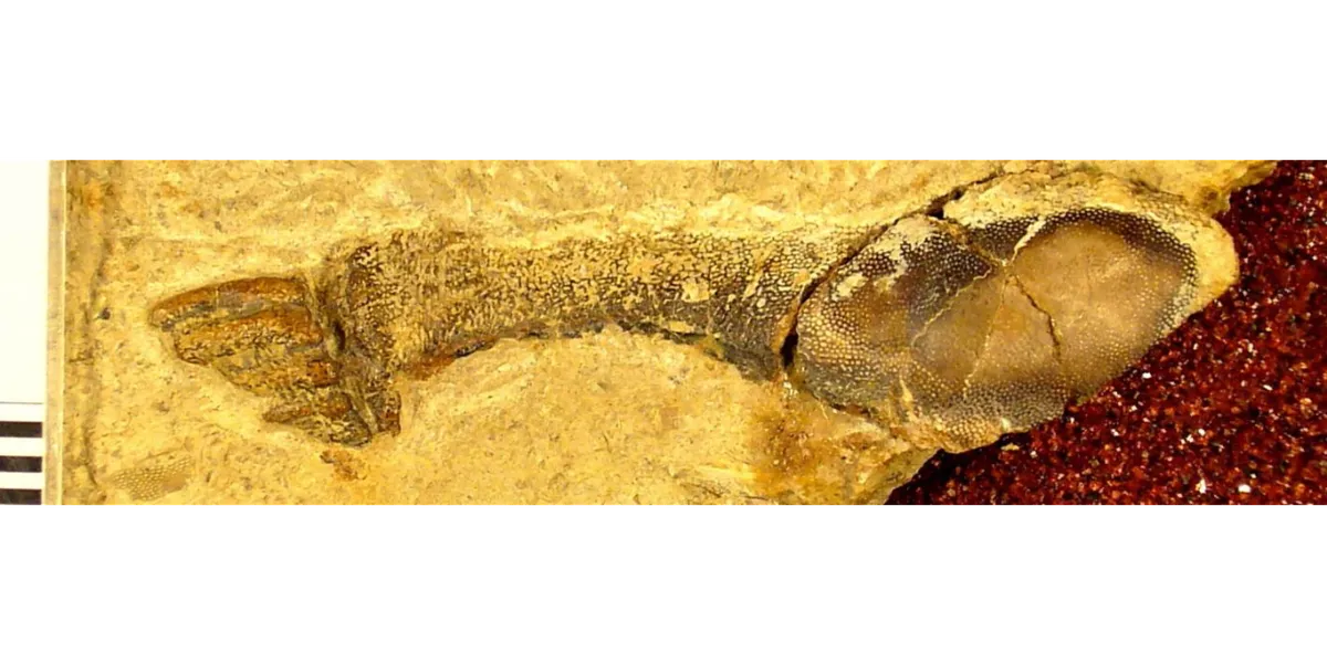 Quimérido Deltoptychius de Wachsmuth