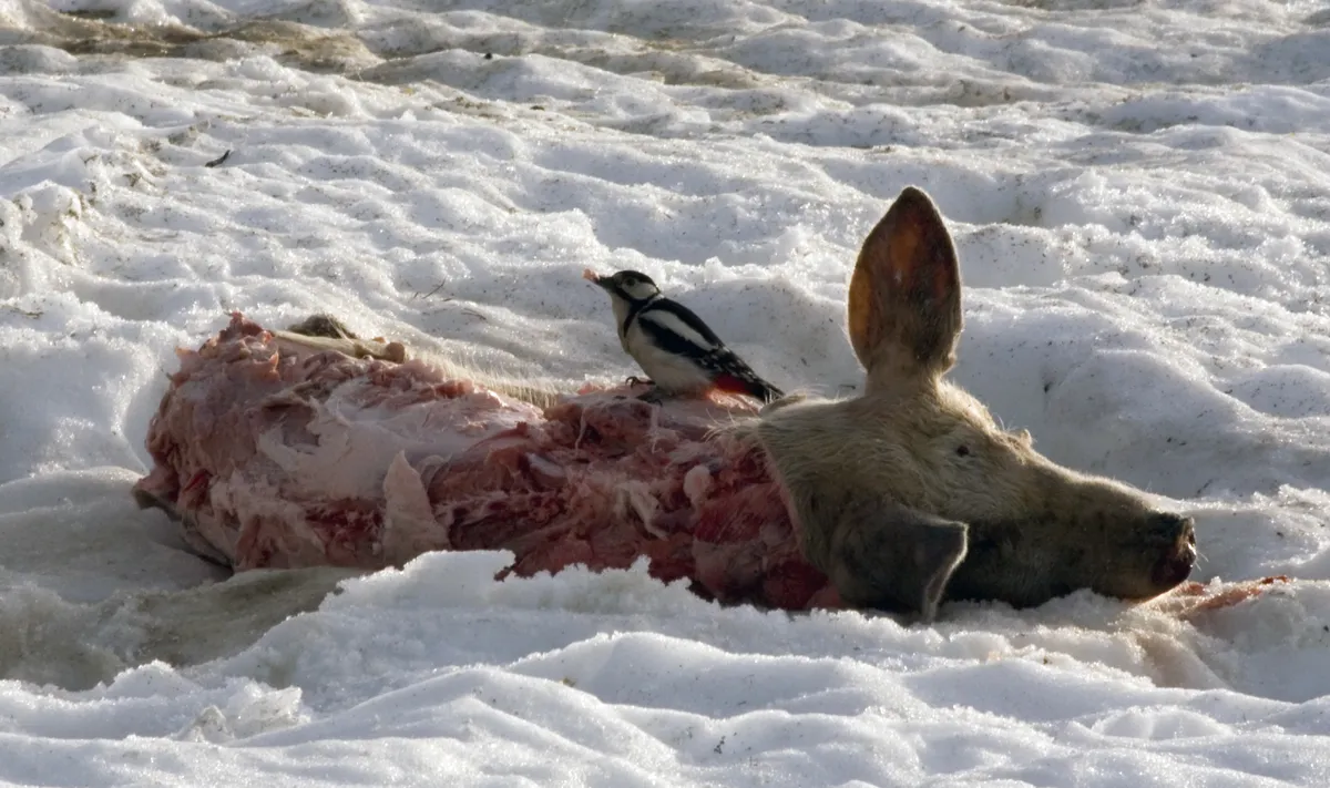 Pico Carpintero Moteado Grande