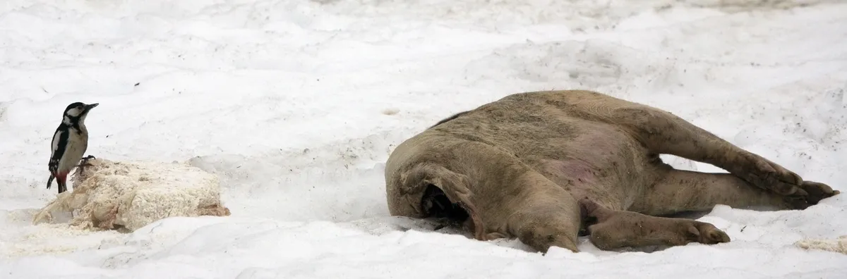 Pico Carpintero Moteado Grande