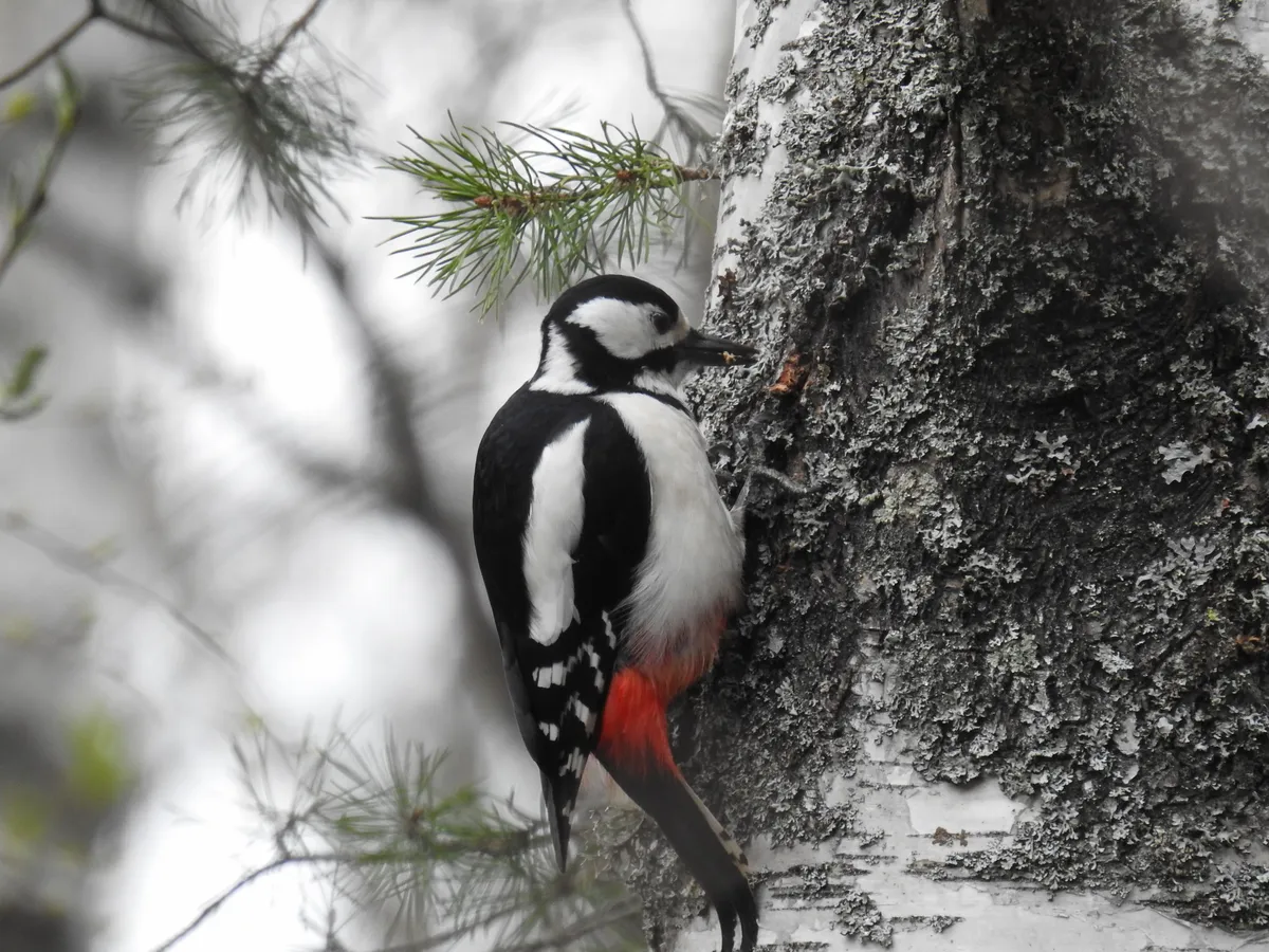 Pico Carpintero Moteado Grande