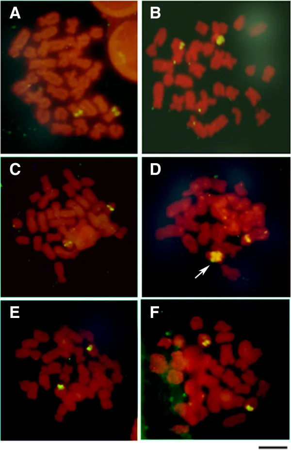 Rana Arborea de Cabeza Pequeña