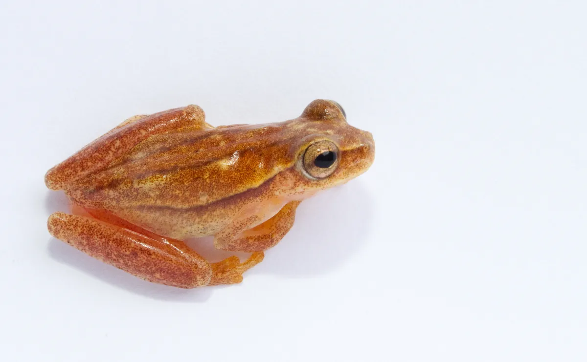 Rana Arborea de Cabeza Pequeña