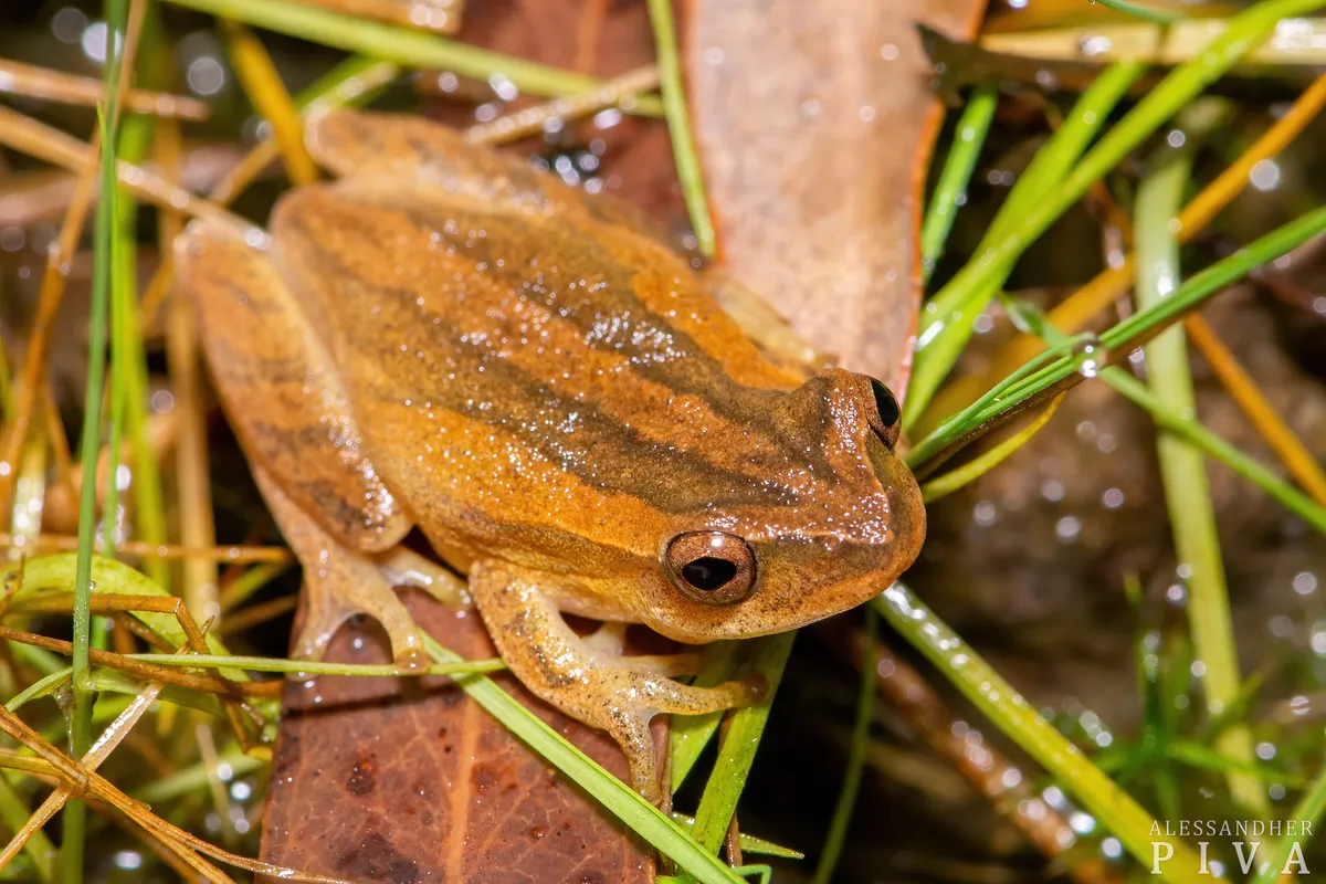 Rana Arbolícola Menor