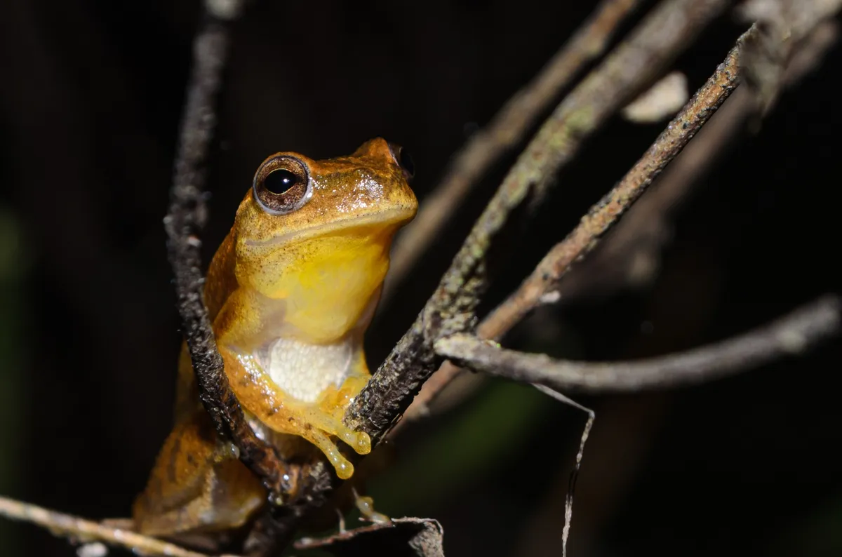 Rana Arbolícola Menor