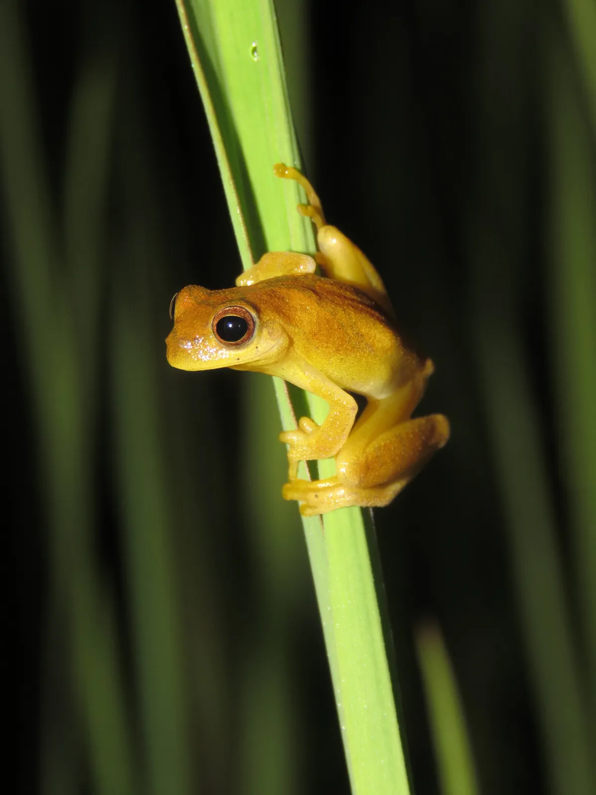 Rana Arbolícola Menor