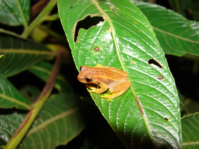 Dwarf Treefrog