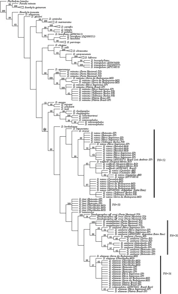 Rana Arbórea Triangular