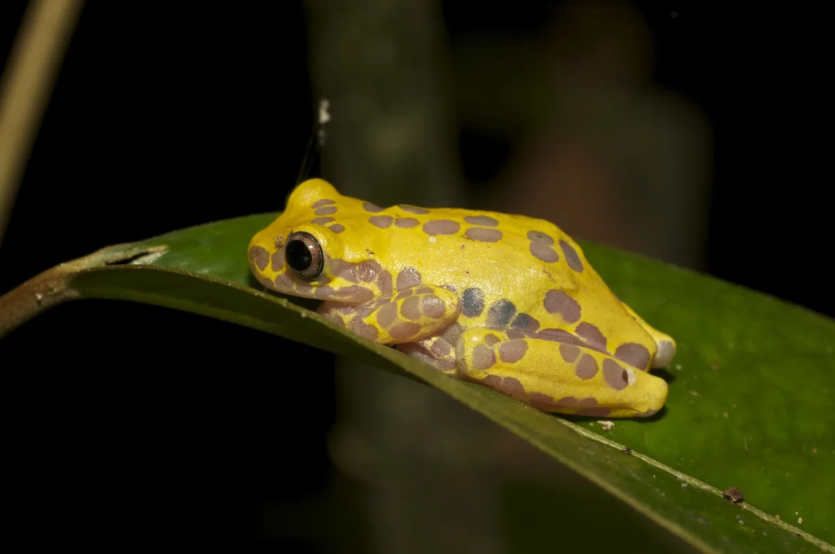 Rana Arbórea Triangular