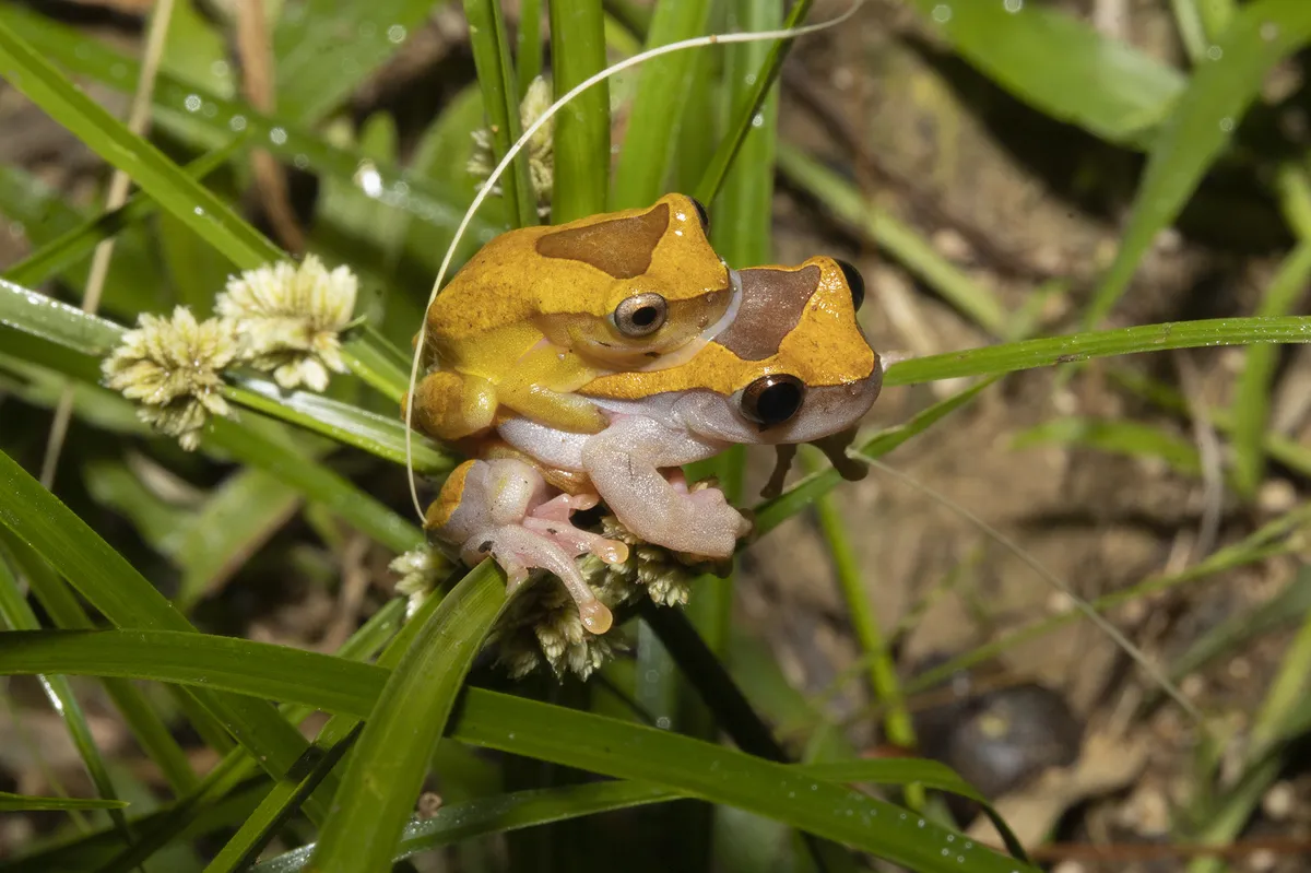Rana Arbórea Triangular