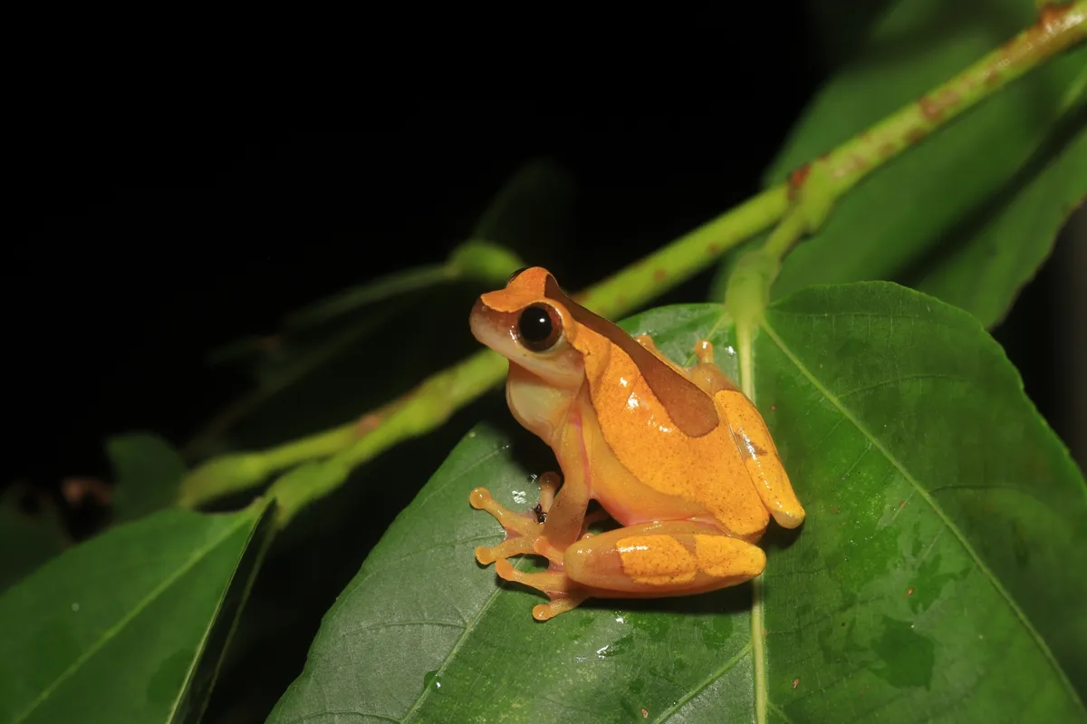 Rana Arbórea Triangular