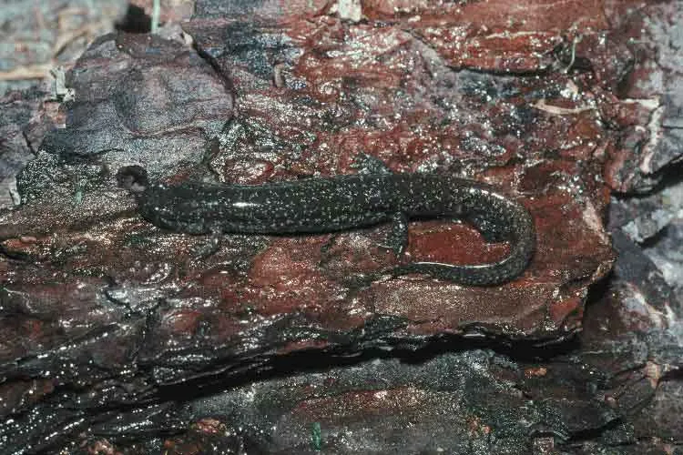 Southern dusky salamander