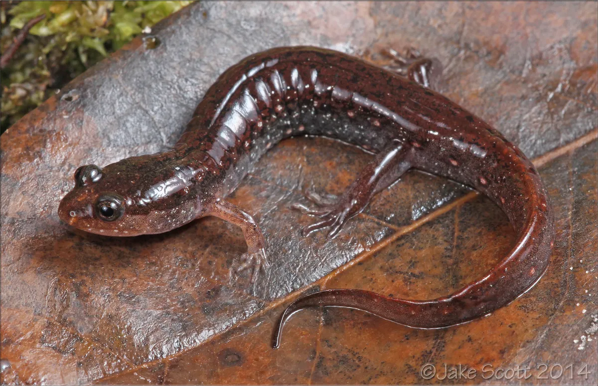 Southern dusky salamander