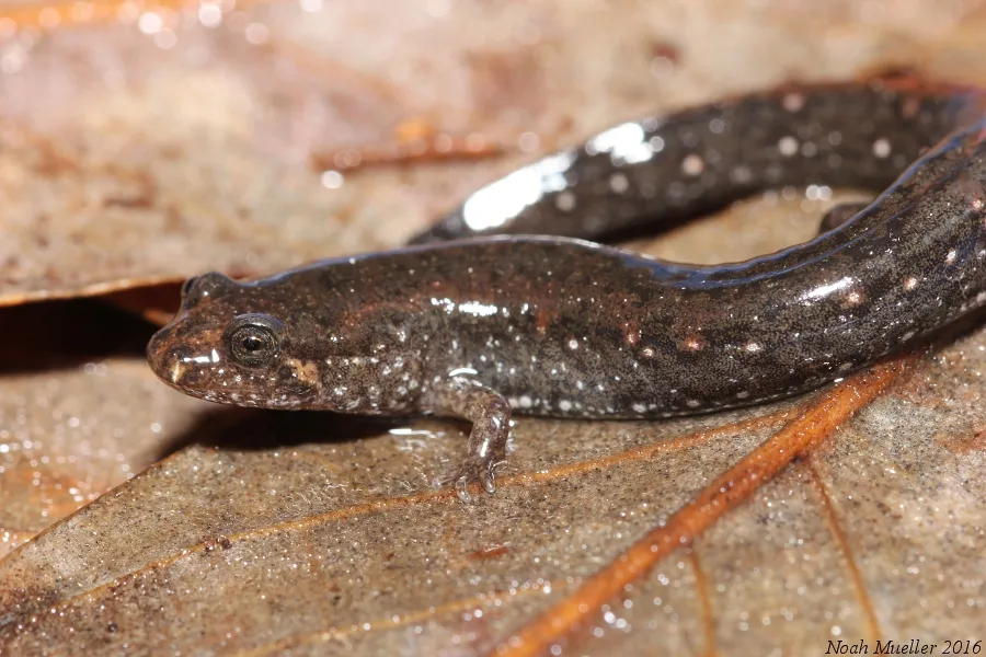 Southern dusky salamander