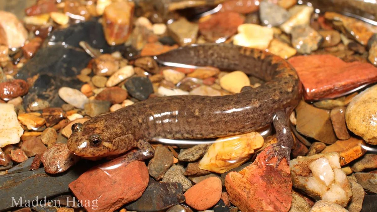 Salamandra Oscura de Ouachita