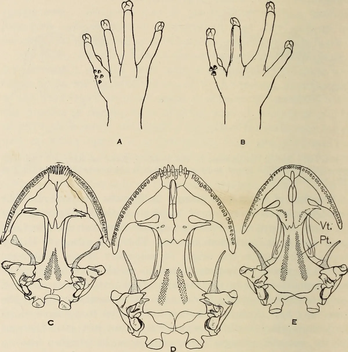 Carolina Mountain Dusky Salamander