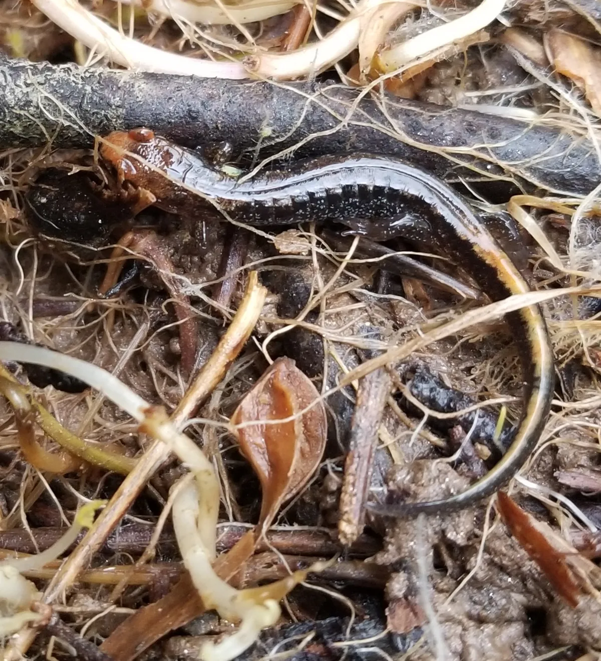 Carolina Mountain Dusky Salamander
