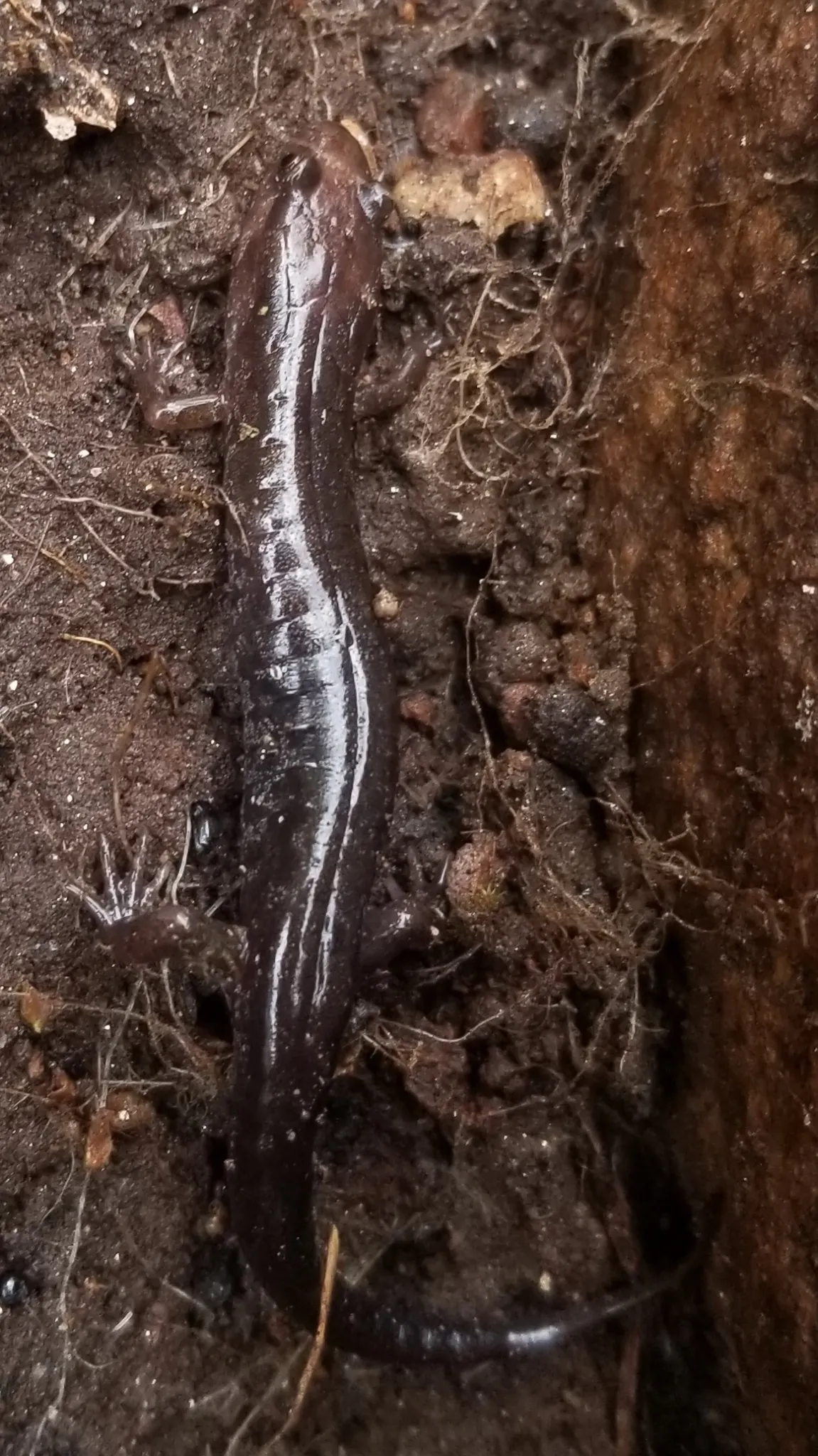 Carolina Mountain Dusky Salamander