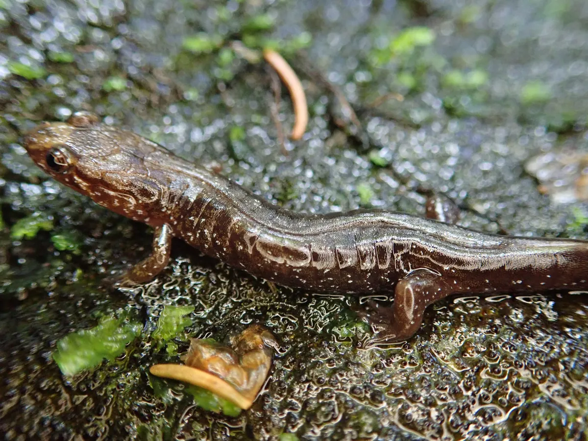 Carolina Mountain Dusky Salamander