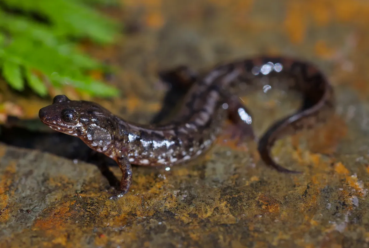 Spotted Dusky Salamander