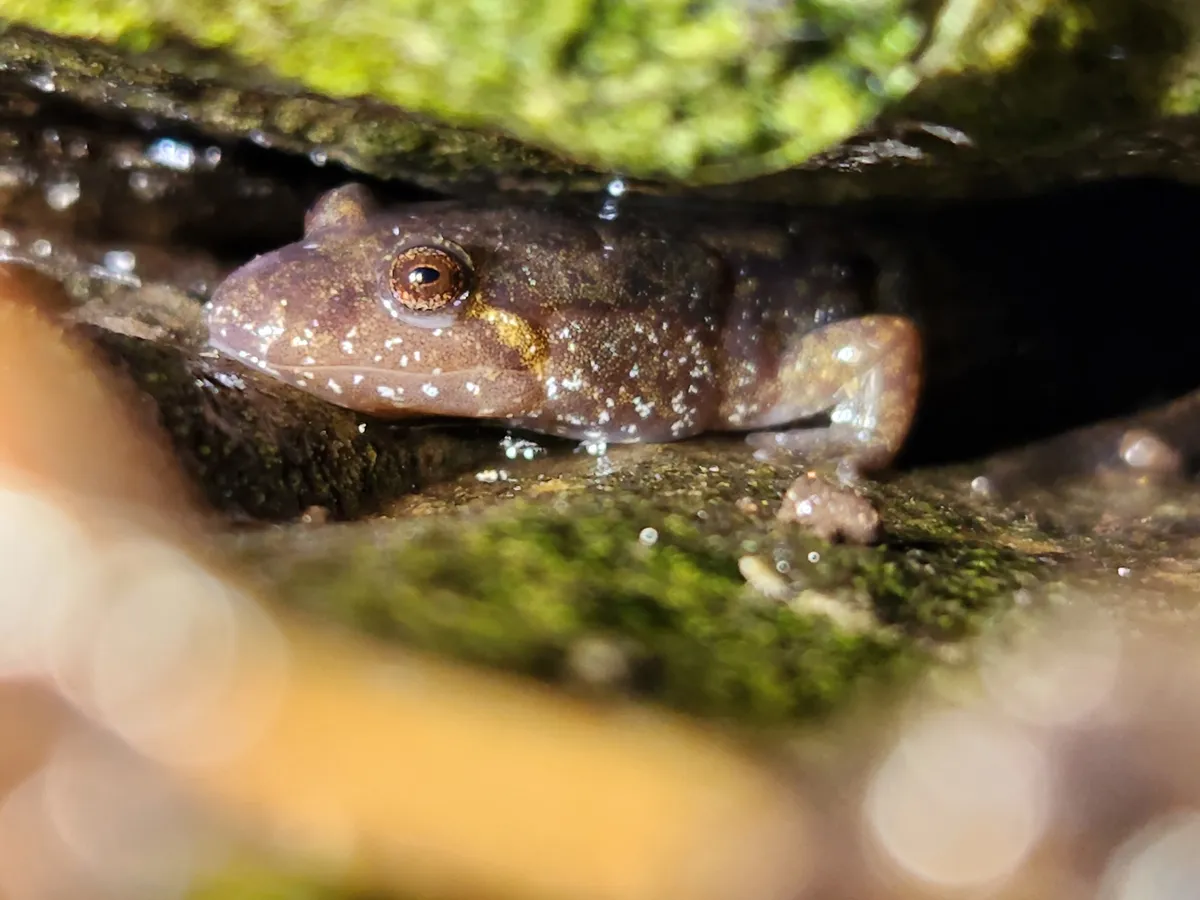 Spotted Dusky Salamander