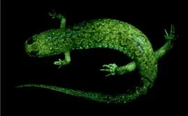 Spotted Dusky Salamander