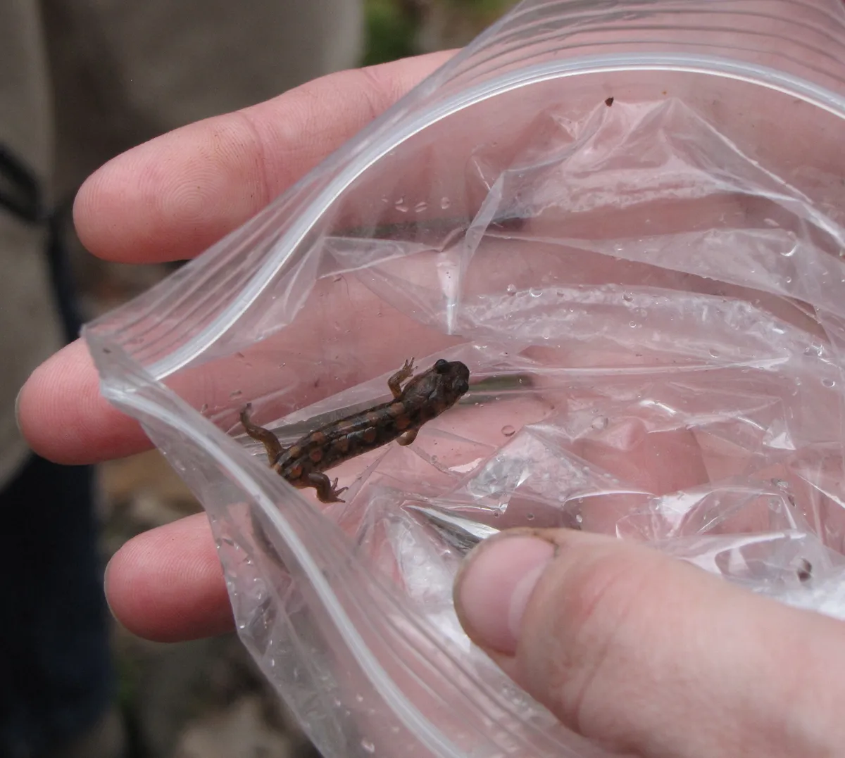 Spotted Dusky Salamander