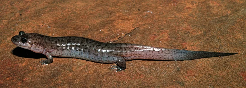 Salamandra dusquera del norte