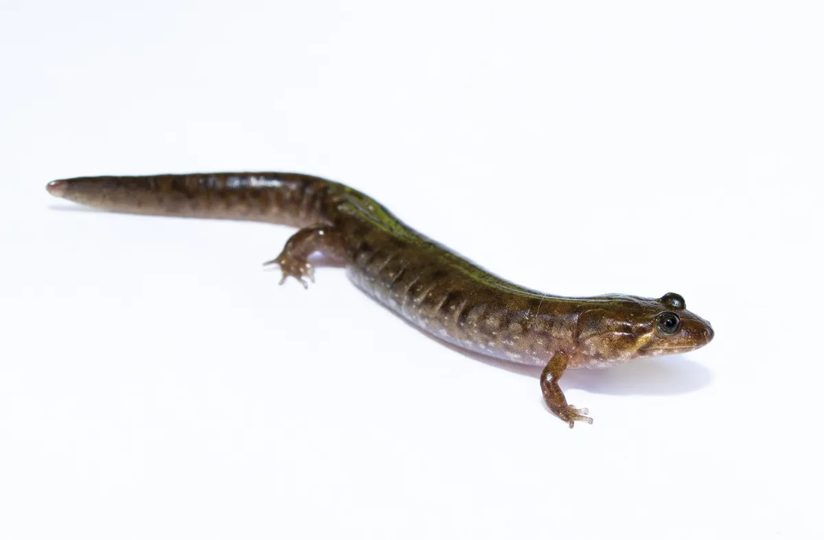 Salamandra dusquera del norte