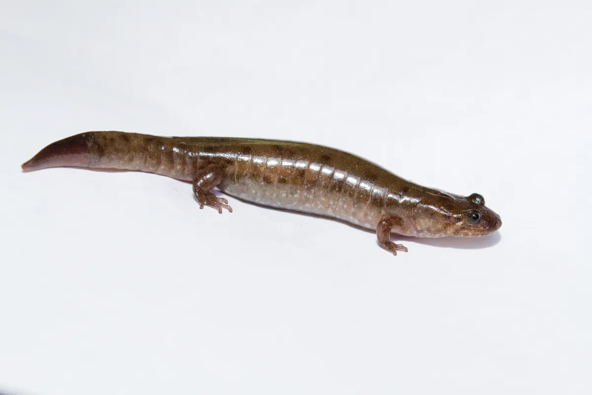 Salamandra dusquera del norte