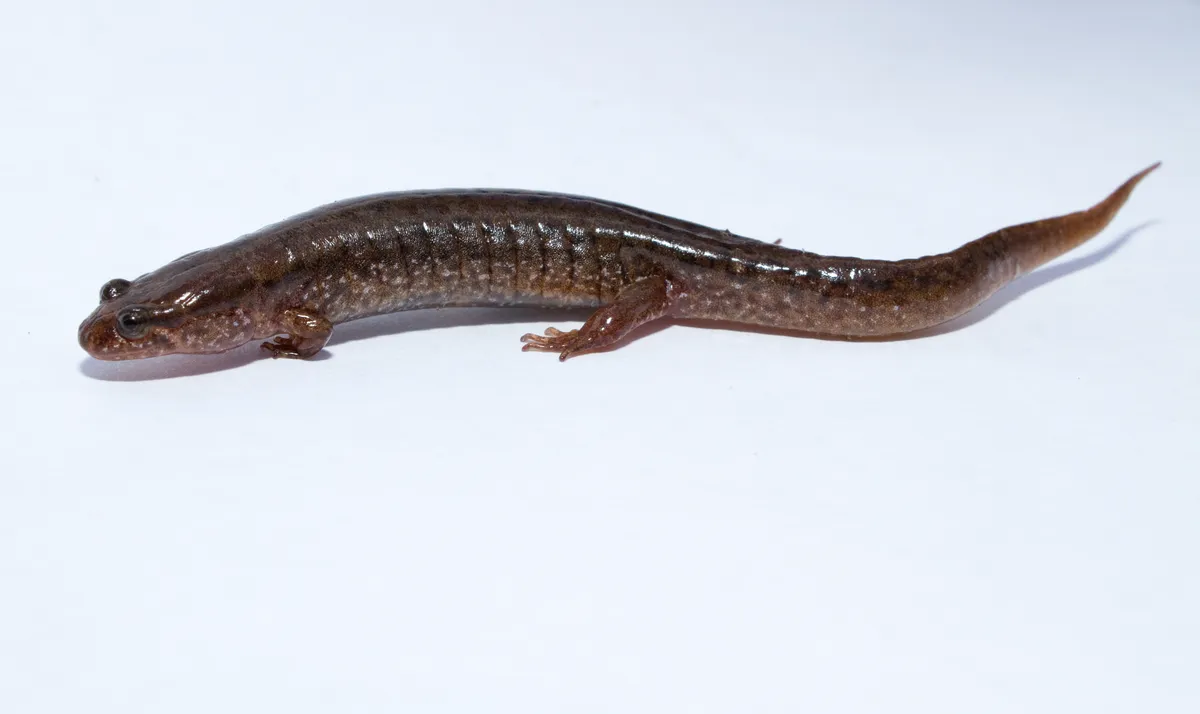 Salamandra dusquera del norte