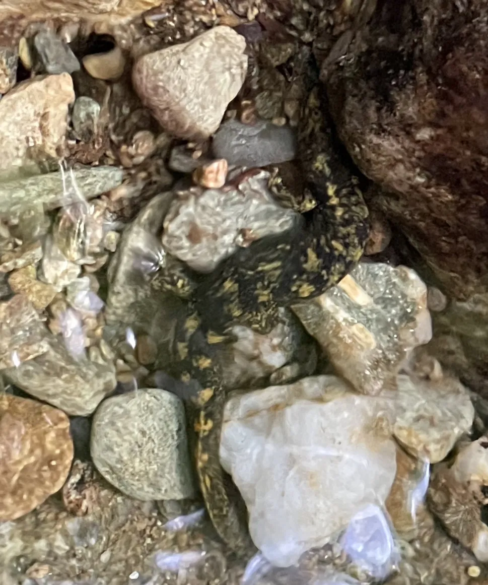 Desmognathus marmoratus