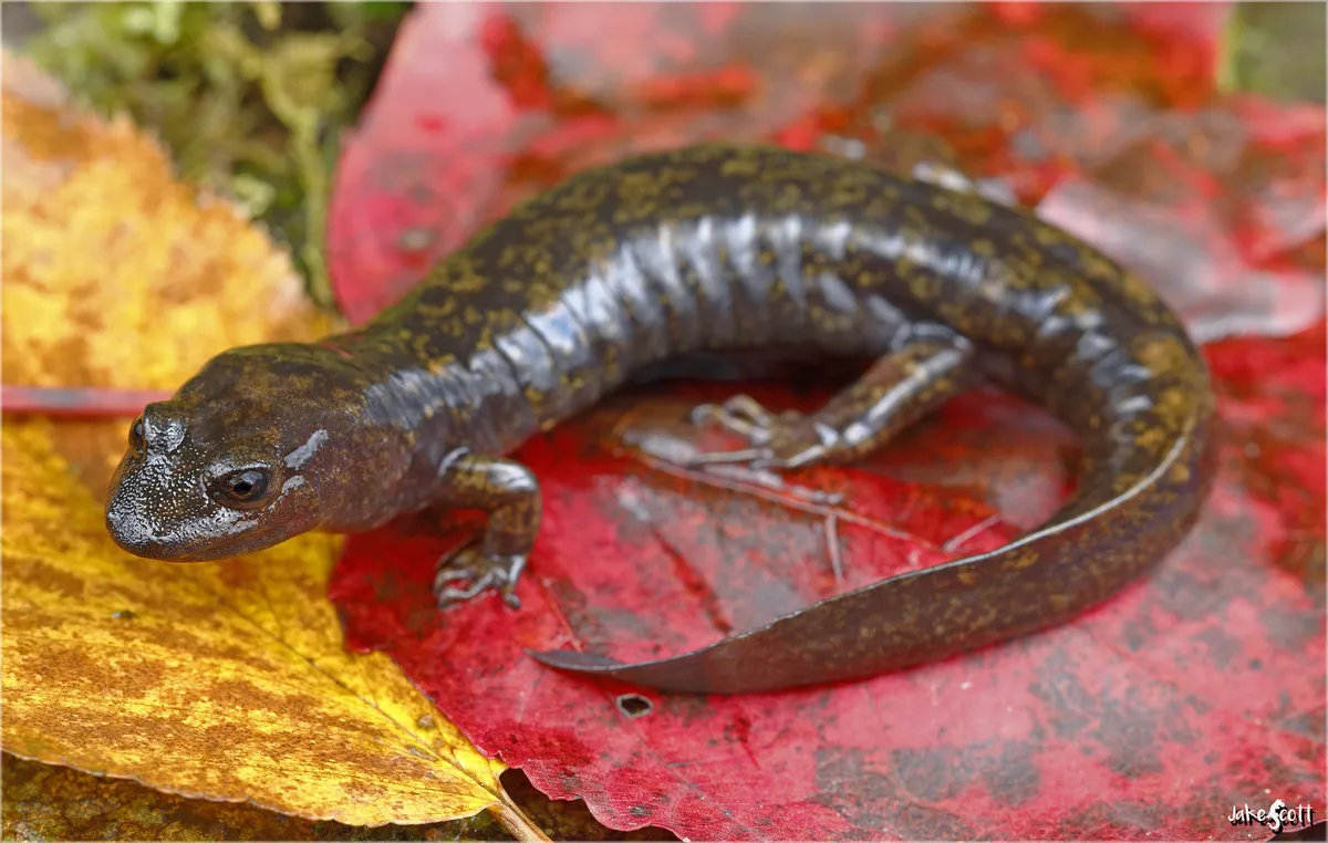 Shovel-nosed Salamander