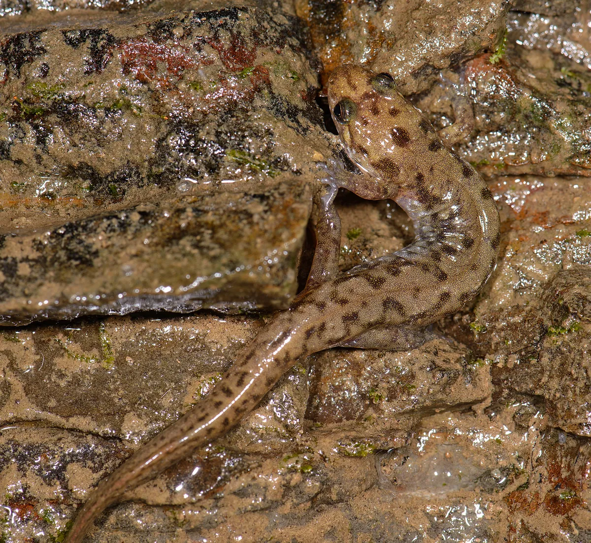Salamandra del Sello