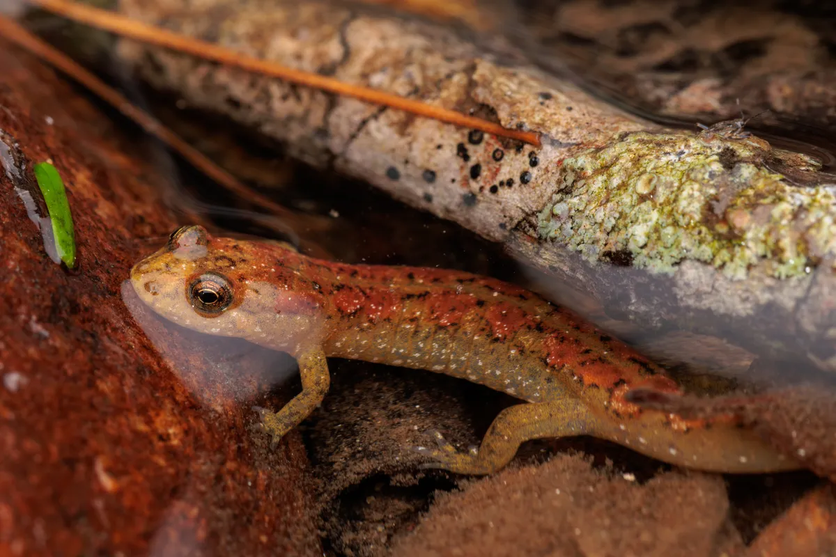 Salamandra del Sello