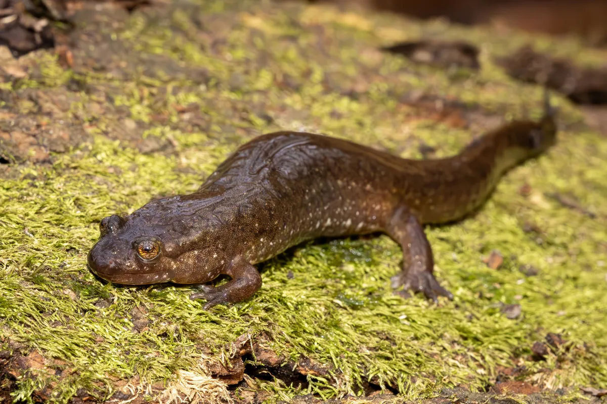 Salamandra del Sello