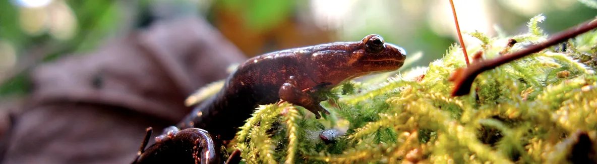 Allegheny Mountain Dusky Salamander