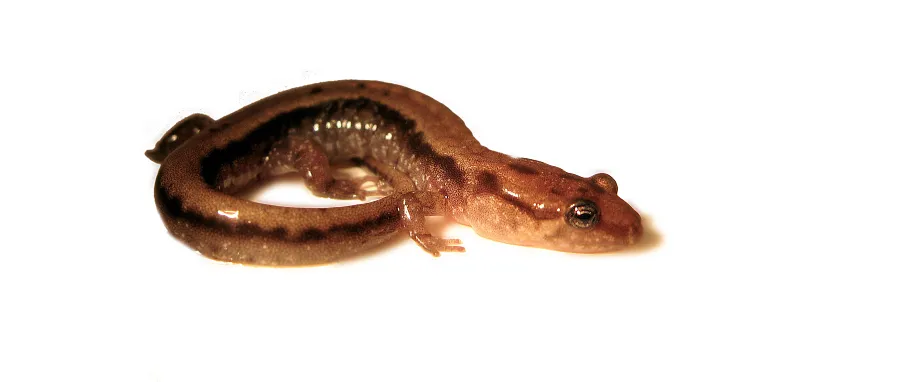 Allegheny Mountain Dusky Salamander