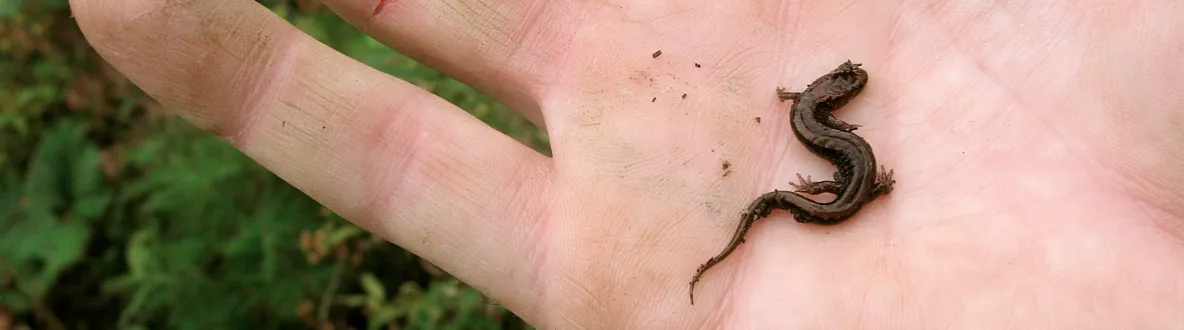 Allegheny Mountain Dusky Salamander