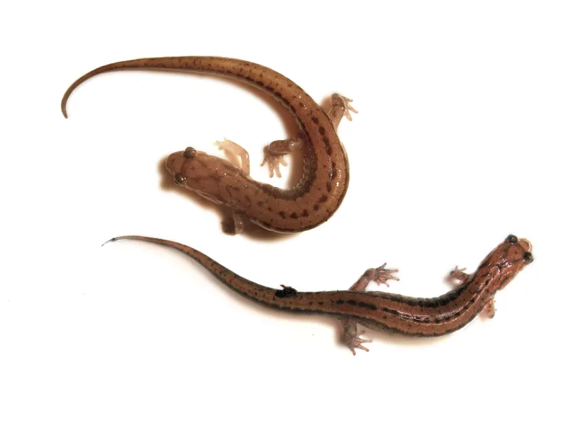 Allegheny Mountain Dusky Salamander