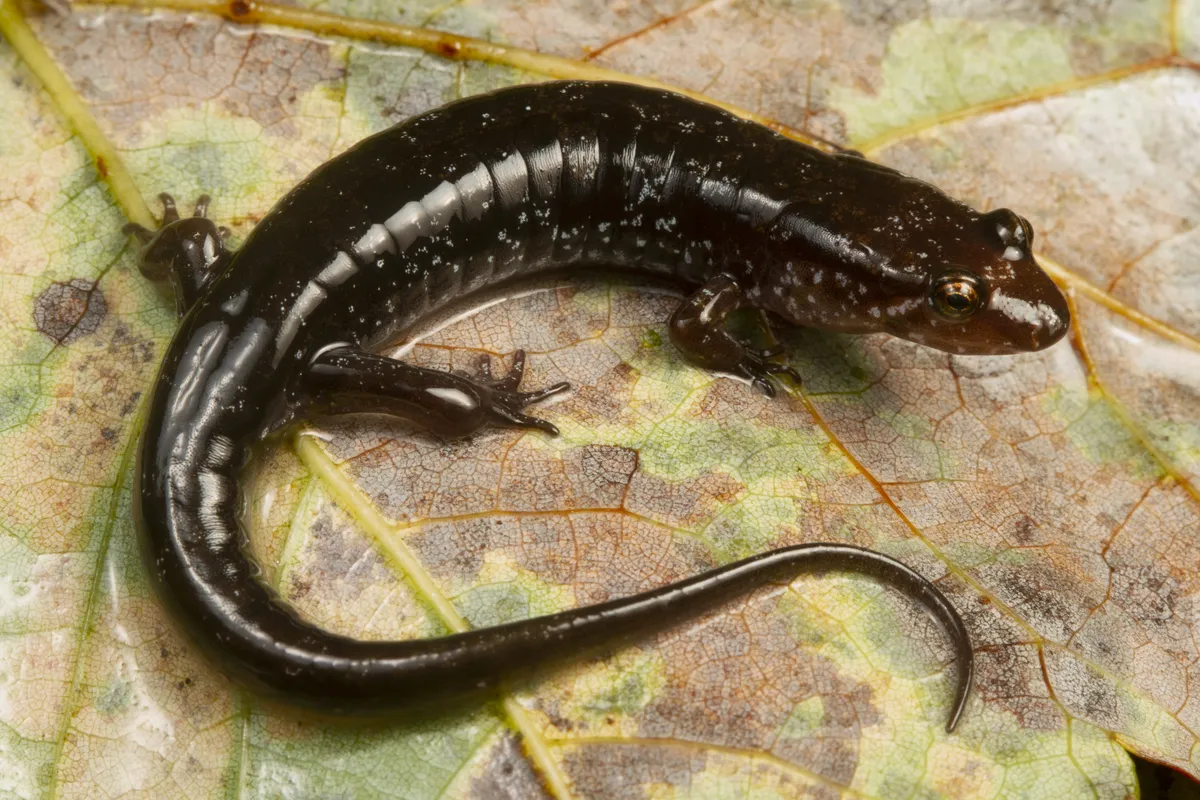 Ocoee Salamander