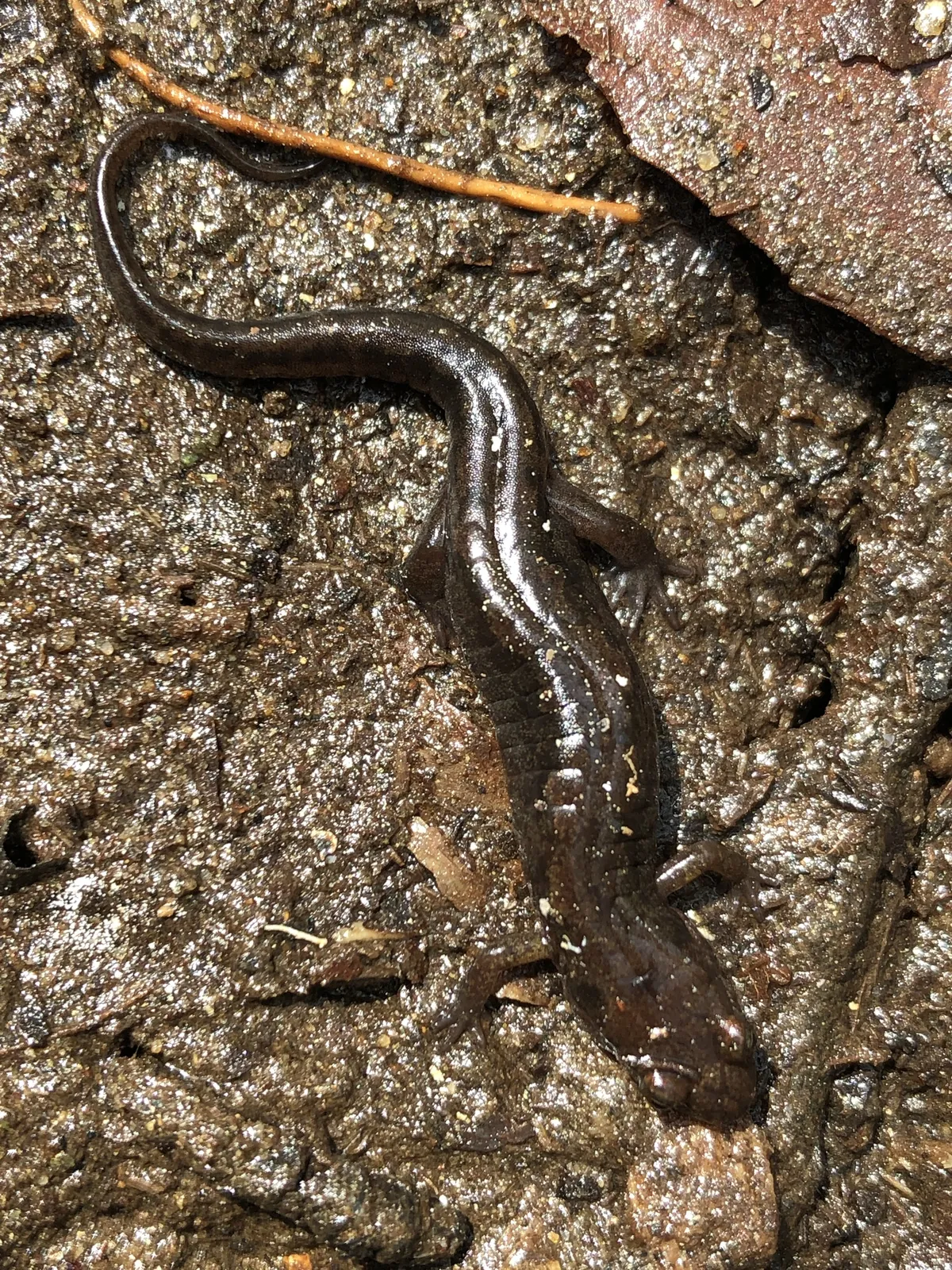 Ocoee Salamander