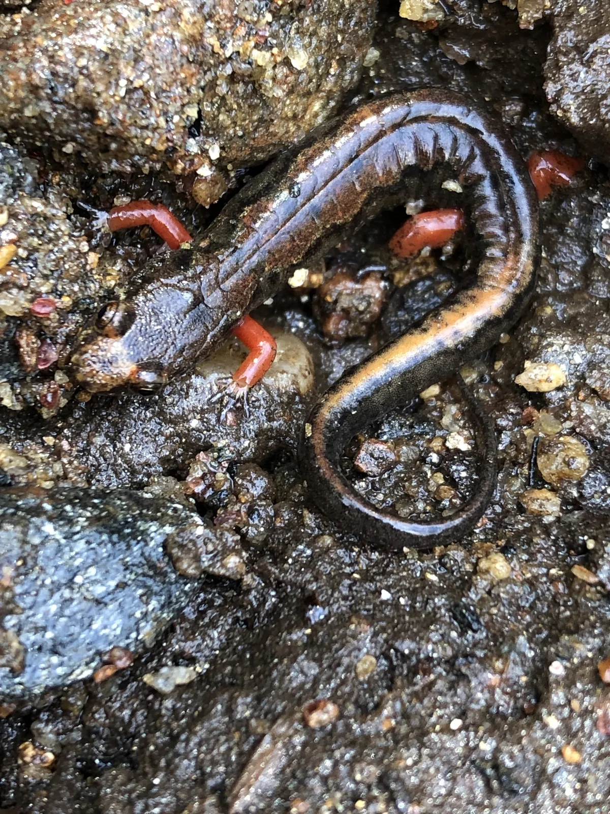Ocoee Salamander